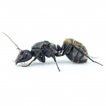 Camponotus sericeus